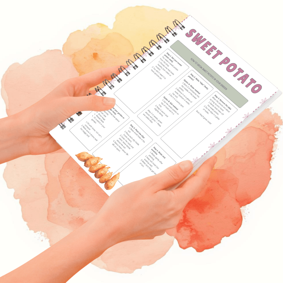 Grow Your Own Sweet Potatoes - Image 2